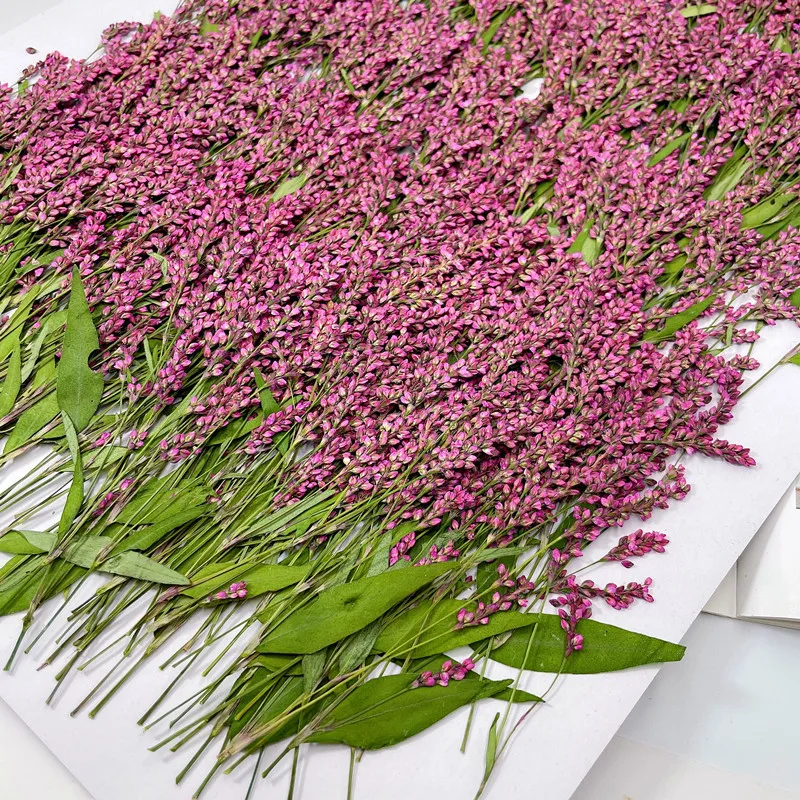 120pcs,5-8cm,Wholesale Nature  - Phone Cases Wholesale 评论和价格